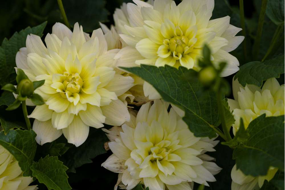 Dahlia 'Berliner Lemon'